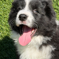 Cuccioli Border Collie con Pedigree