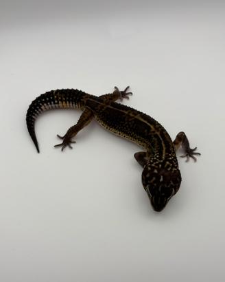 Geco leopardino