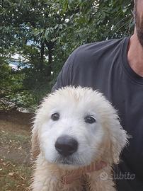 Cucciolo maschio di maremmano, 60 giorni