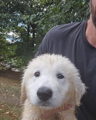 Cucciolo maschio di maremmano, 60 giorni