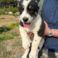 Pastore dell' asia centrale / alabai da guardia