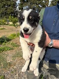 Pastore dell' asia centrale / alabai da guardia