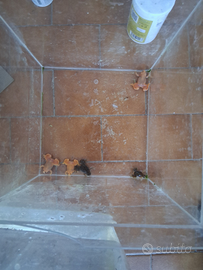 Rane xenopus vendita a roma