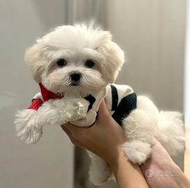 MALTESE e MALTESI CUCCIOLI pagamento dilazionato