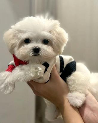 MALTESE e MALTESI CUCCIOLI pagamento dilazionato