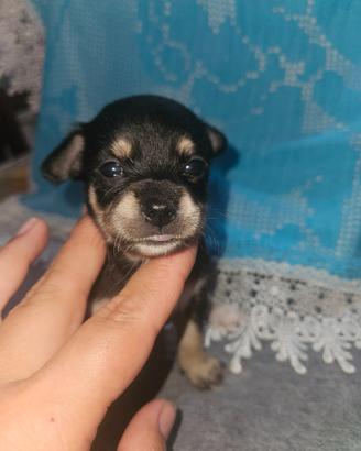 Chihuahua toy tricolor femmina