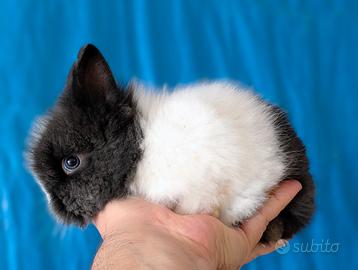 Coniglietti nani Testa di leone