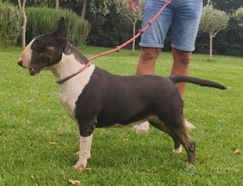 Femmina di Bull Terrier inglese standard