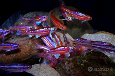 Notropis Chrosomus (Pesce Arcobaleno Shiner)