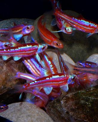 Notropis Chrosomus (Pesce Arcobaleno Shiner)