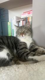 Gatto Smarrito