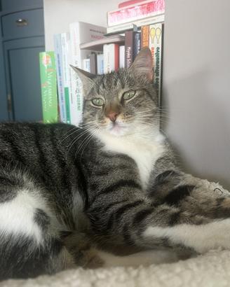 Gatto Smarrito