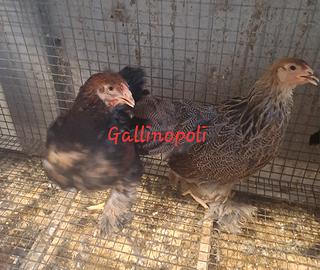 Brahma perniciato oro