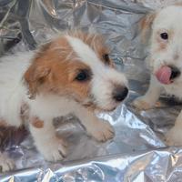 Cuccioli di Jack Russell Terrier