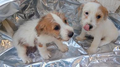 Cuccioli di Jack Russell Terrier