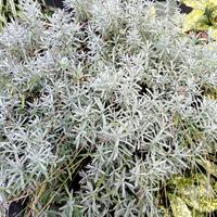 lavanda officinalis 