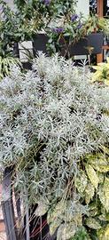 lavanda officinalis 
