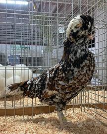 Galli e galline padovana tricolore