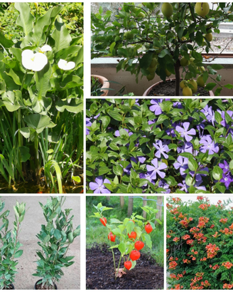 Piante per vaso o giardino,vasi,fioriere,ecc