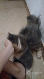 gattino persiano