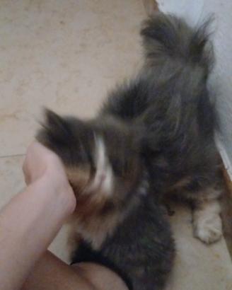 gattino persiano
