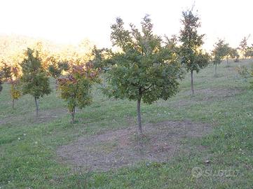 TARTUFAIA Nero pregiato coltivata e naturale