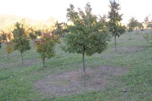 TARTUFAIA Nero pregiato coltivata e naturale