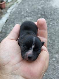 Cuccioli Chihuahua