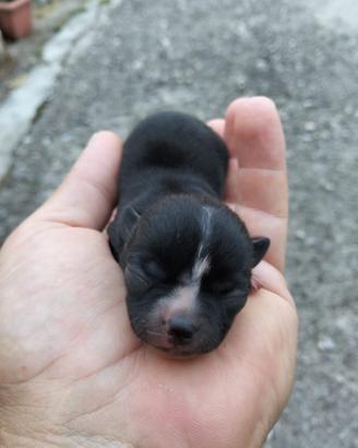 Cuccioli Chihuahua