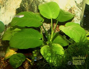 Gasteropodi ampullarie neocaridine