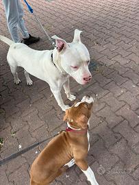 Amstaff