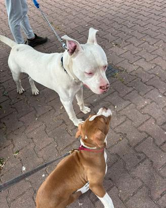 Amstaff