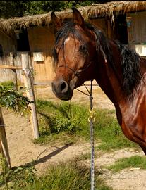 Cavallo