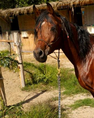 Cavallo