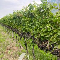 Vigneto a Mezzocorona