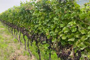 Vigneto a Mezzocorona