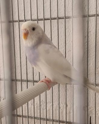 Cocorita femmina bianca e viola