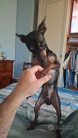 Accoppiamento pincher