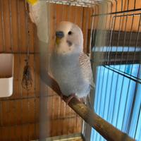 Cocoriti adulti e novelli