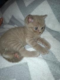British shorthair blue / lilac