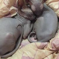 Sphynx