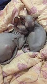 Sphynx