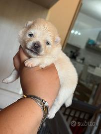 Pomerania