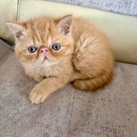 Gatto persiano arancione chiaro
