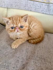 Gatto persiano arancione chiaro