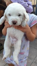 Cucciole