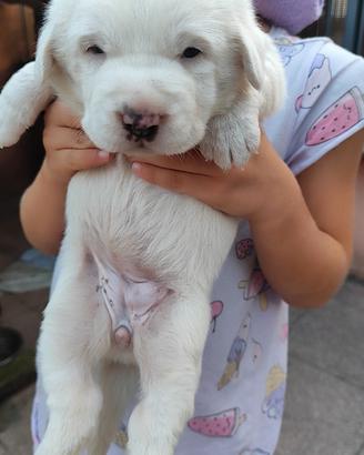 Cucciole