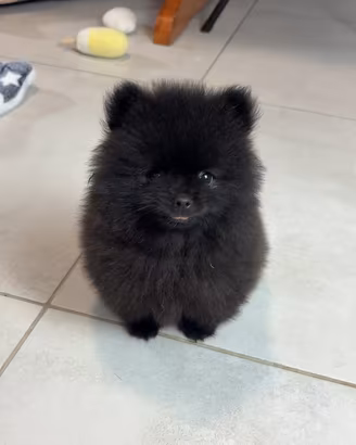 Volpino di Pomerania 450GRAMMI 2mesi Test genetici