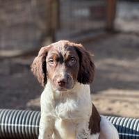 Cuccioli di Springer