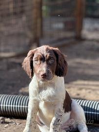 Cuccioli di Springer